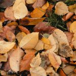 Eerste Hattem Plukt! werkdag: Blaadjesdag op 29 november