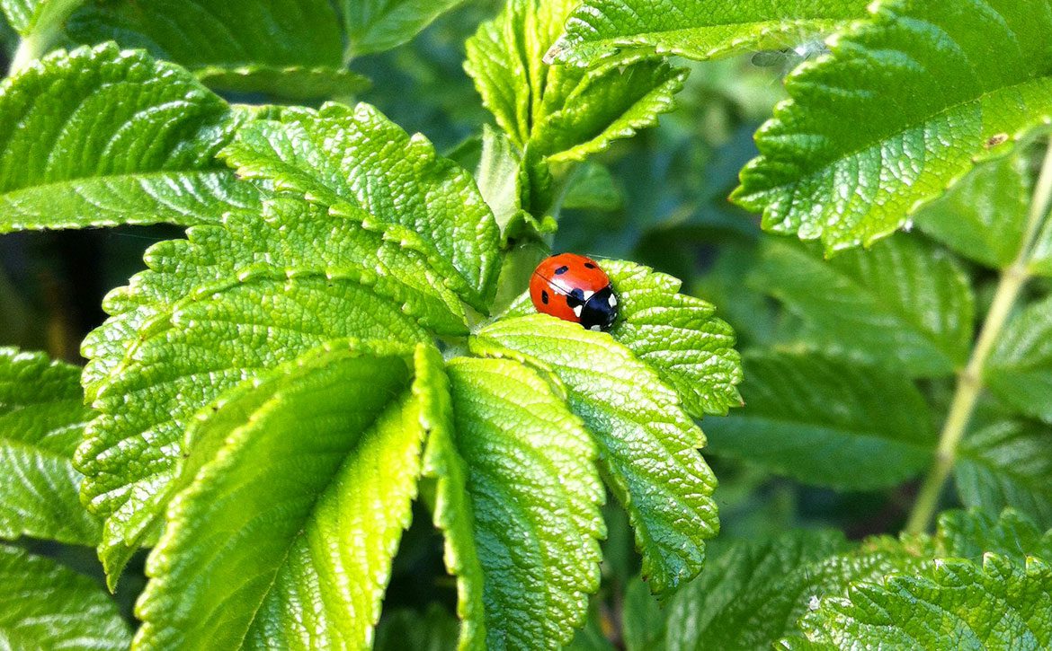 Feestelijke-start-hattem-plukt