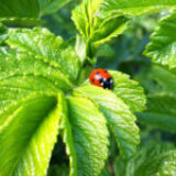 Feestelijke start van Hattem Plukt! op 17 februari in De Marke