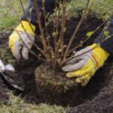 Planters gezocht voor plantdag 21 februari!