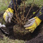 Planters gezocht voor plantdag 21 februari!