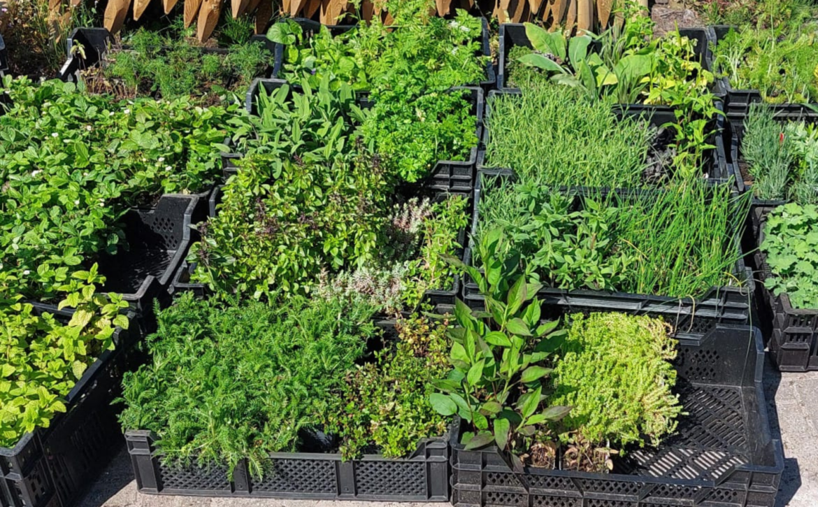 Beplanting aanvullen