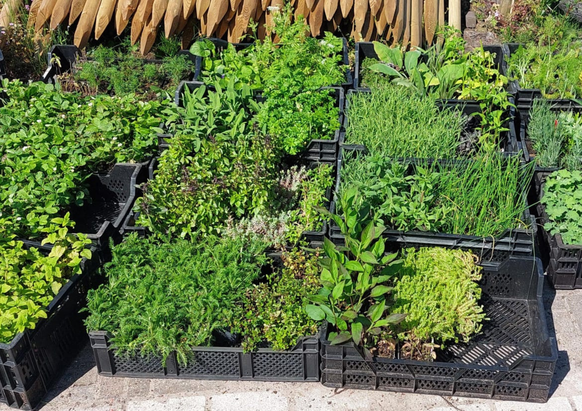 Beplanting aanvullen