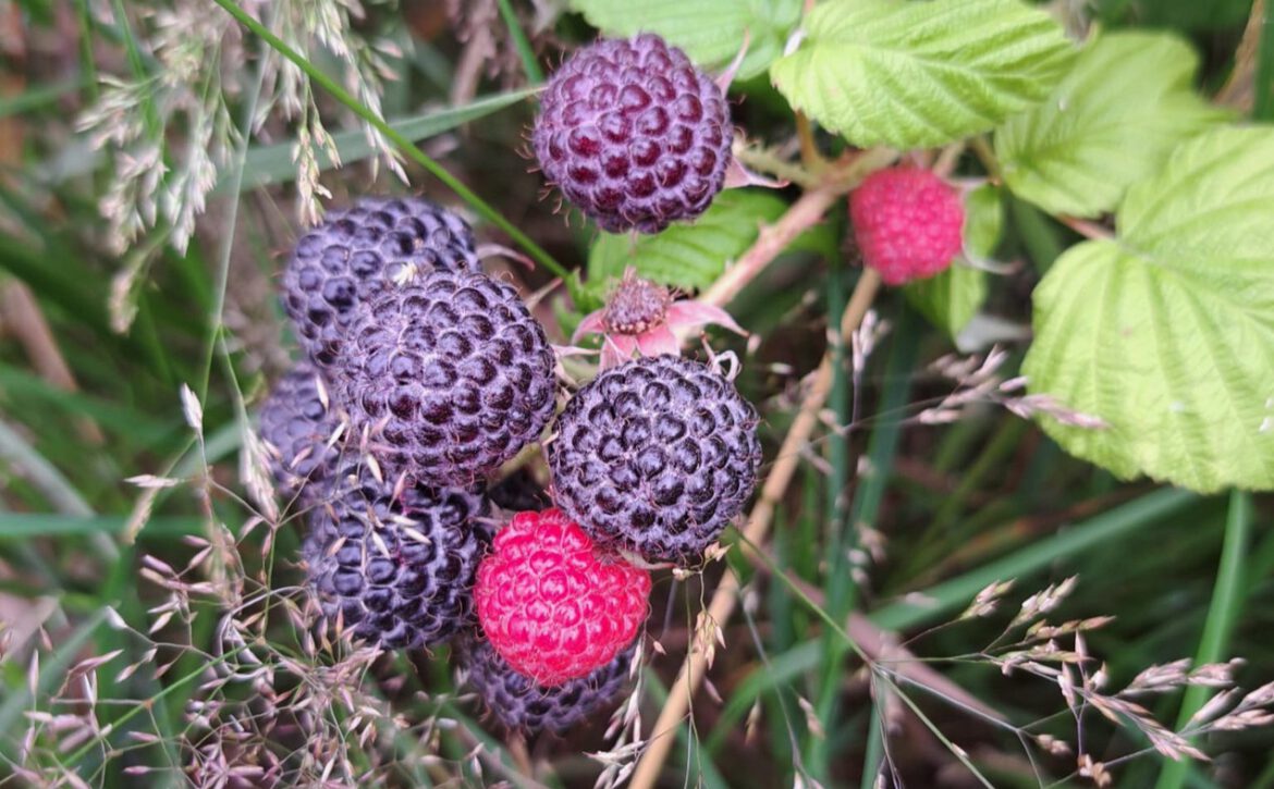 fruittuin