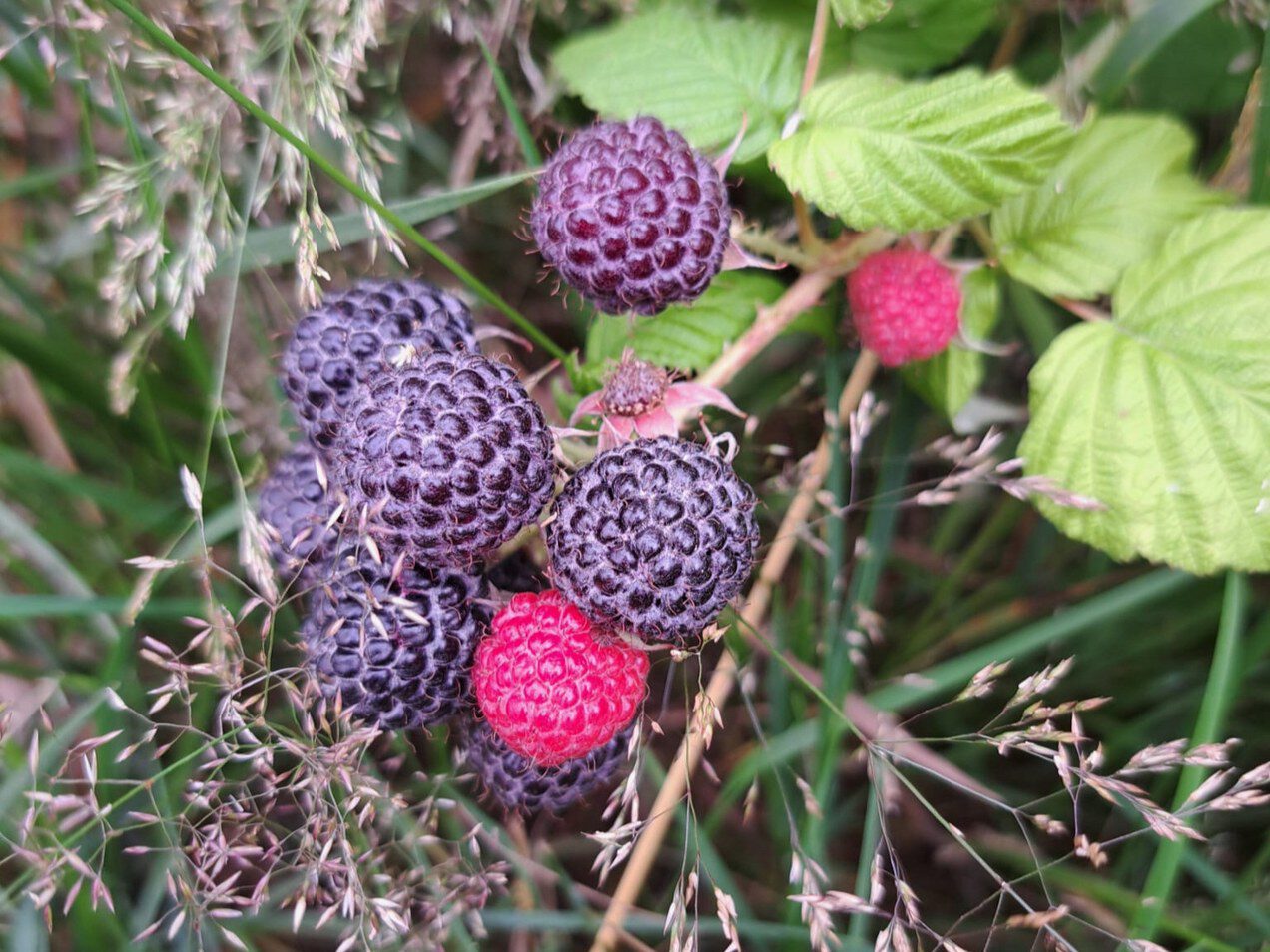 fruittuin