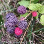 Vrijdag 23 en zaterdag 24 oktober Fruittuin