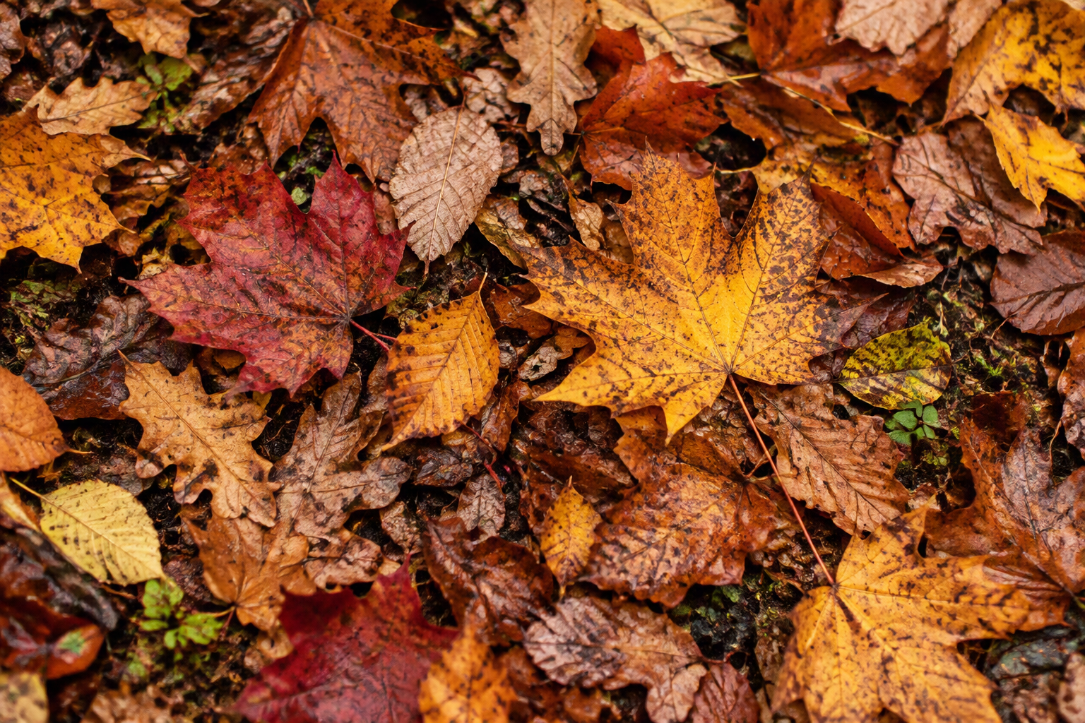 herfstblad